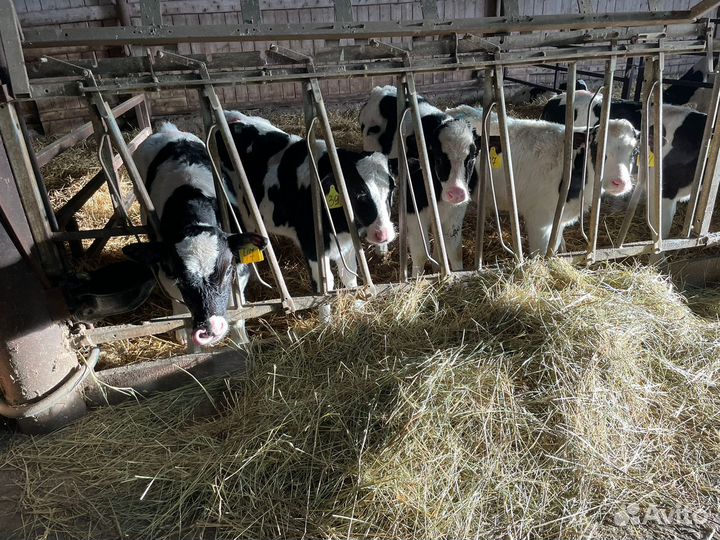 Телята бычки