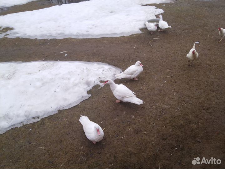 Индоутка, утята