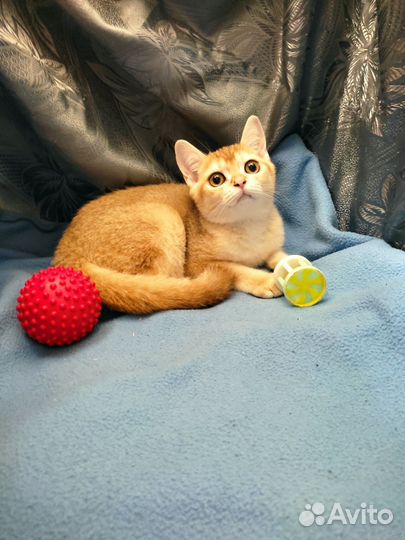 Шотландская