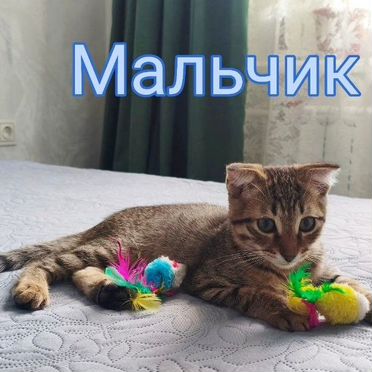 Котёнок в добрые руки