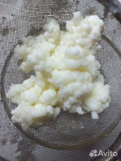 Тибетский молочный гриб