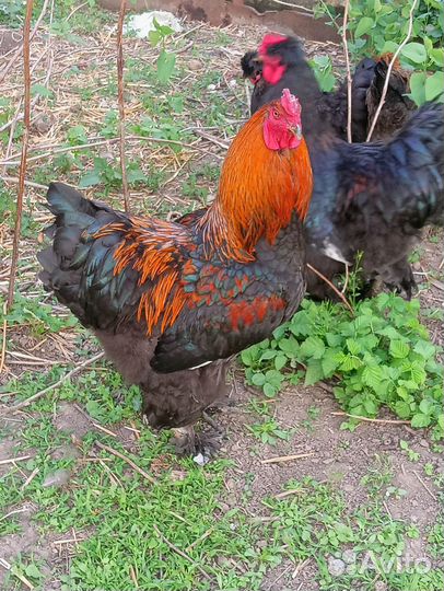 Петух брама