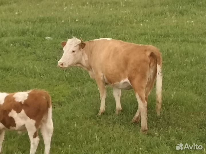 Коровы тёлки телята