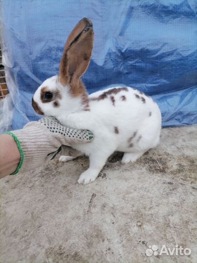 Кролик
