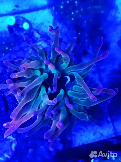 Морской аквариум. 20 литров. Кубик