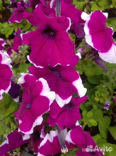 Рассада цветов