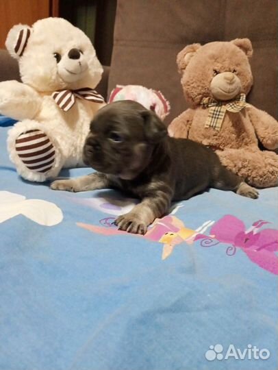 Французский бульдог щенки