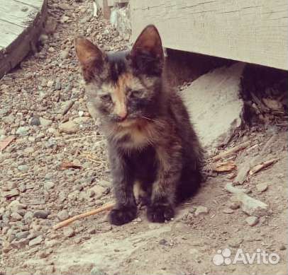 Котенок трёхцветная девочка