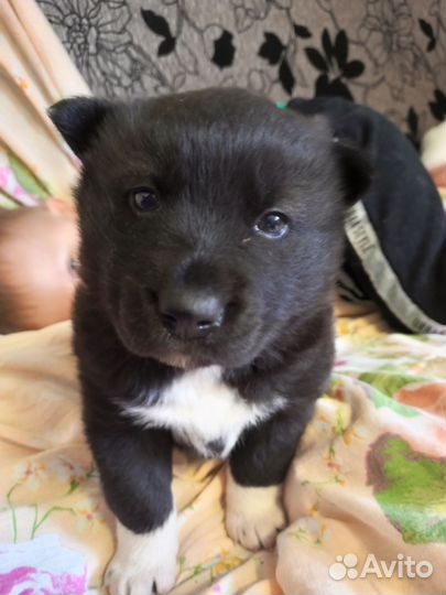 Щенок помесь хаски