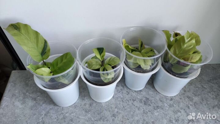 Калатея тай бьюти