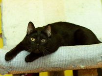 Черная ласковая кошка, стерилизована, привита