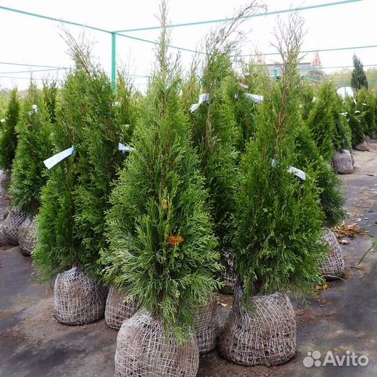 Ель голубая, сосна и др. хвоин. деревья