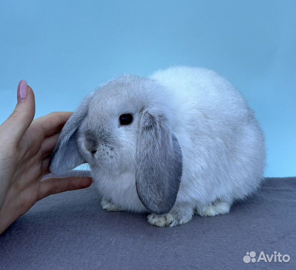 Декоративные вислоухие крольчата, минилоп