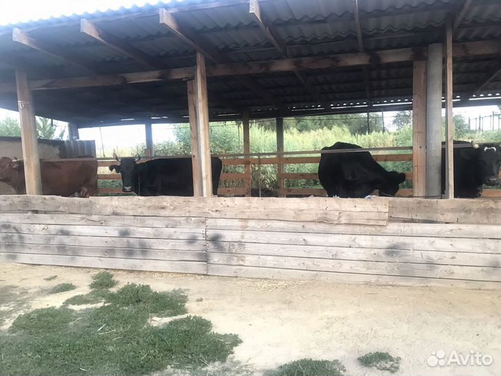 Продается дойные коровы