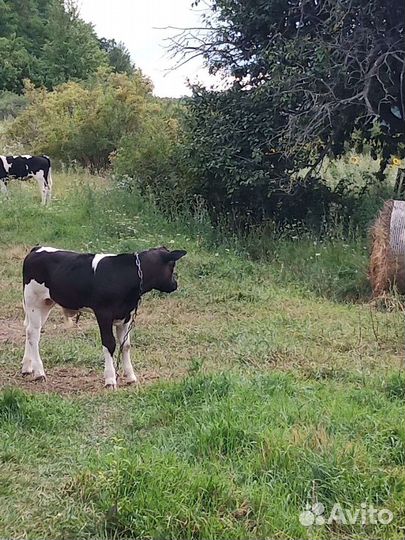 Телята бычки