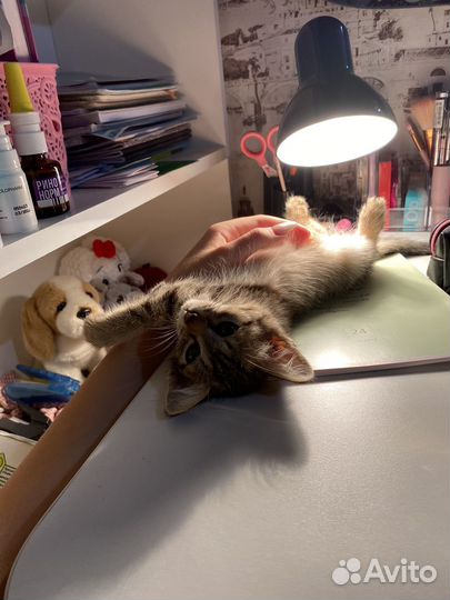 Котенок бесплатно