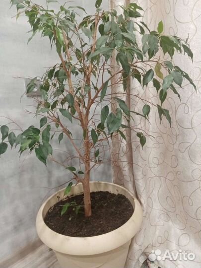 Фикус бенджамина