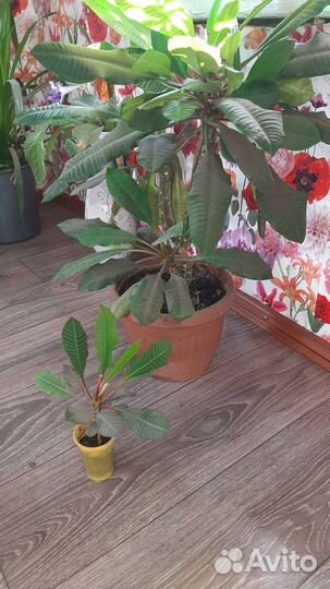 Молочай беложильчатый