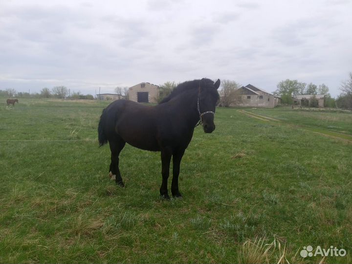 Продам кобылу