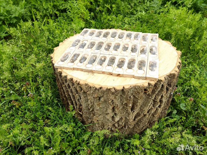 Пчеломатки Карника и Карпатка