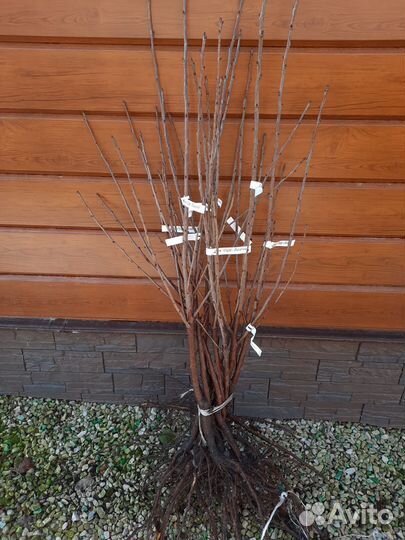 Дюк Чудо-вишня саженцы