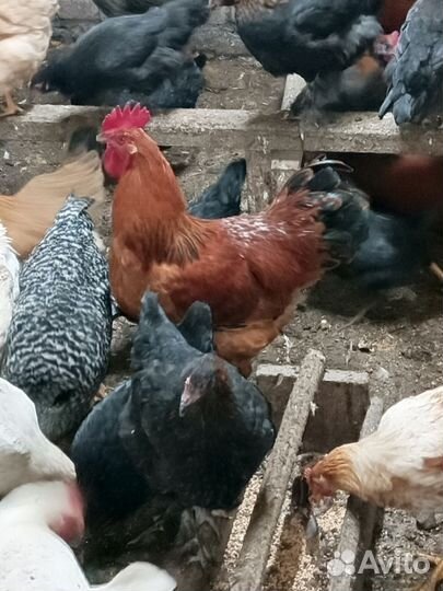 Молодые петухи