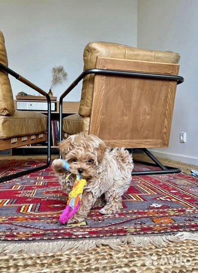 Мальтипу f1 micro Козинак oh-oh-oh collection Vip