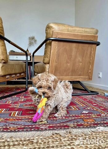 Мальтипу f1 micro Козинак oh-oh-oh collection Vip