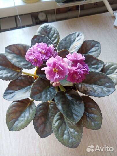 Фиалки детки