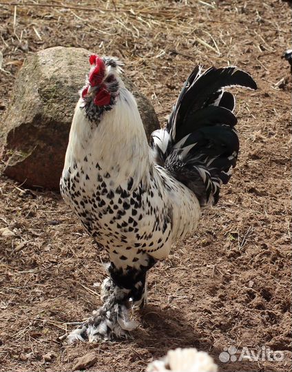 Петух Павлоской породы