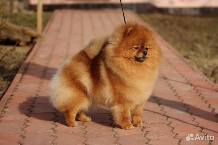 Грумер стрижка собак