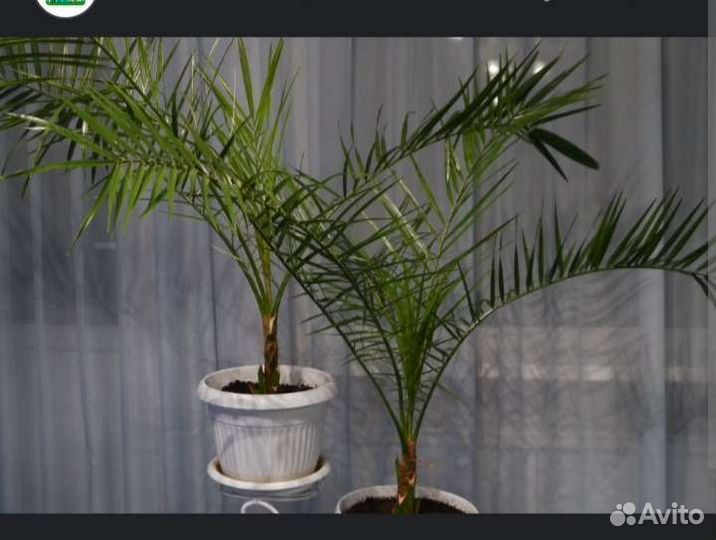 Пальма юкка, финиковая пальма