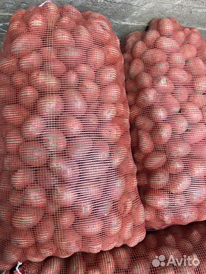 Семенной картофель, сорт гала