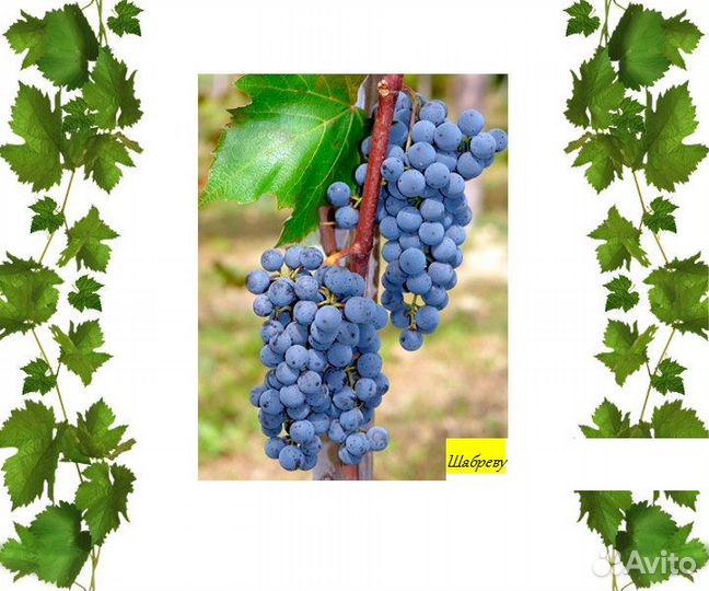 Саженцы винограда
