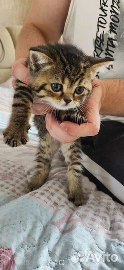 Британские котята