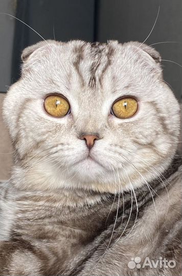 Шотландский вислоухий кот для вязки