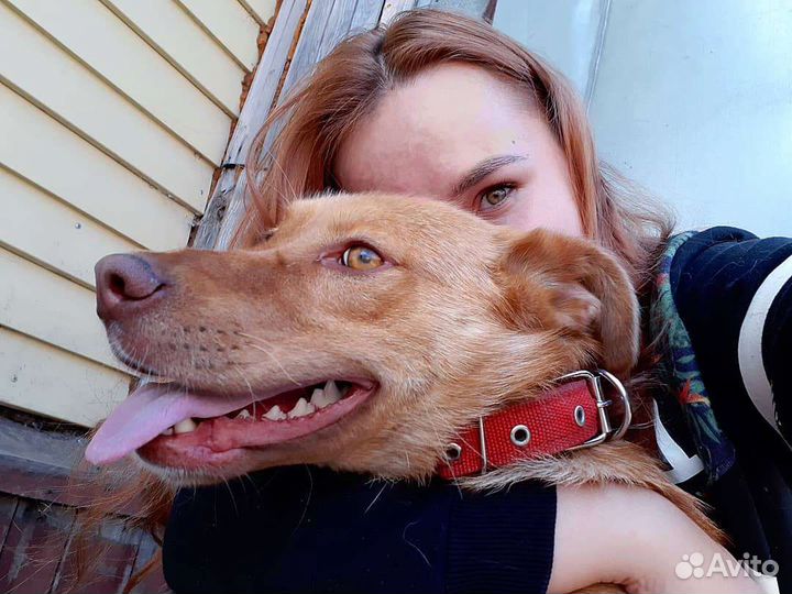 Услуги кинолога