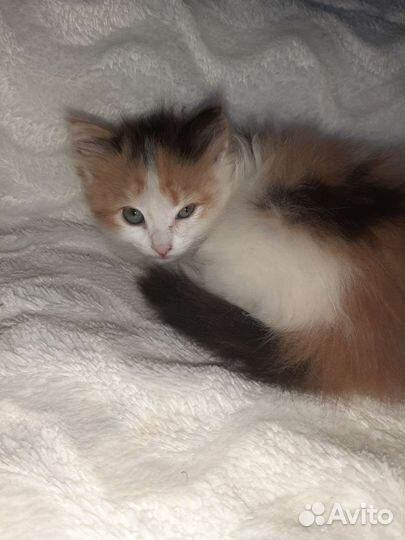 Котята в добрые руки бесплатно