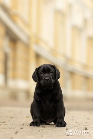 Лабрадор, кобель. Питомник РКФ