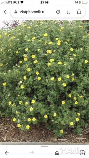 Лапчатка белая, розовая