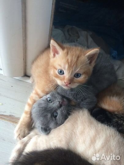 Котята шотландцы вислоухие