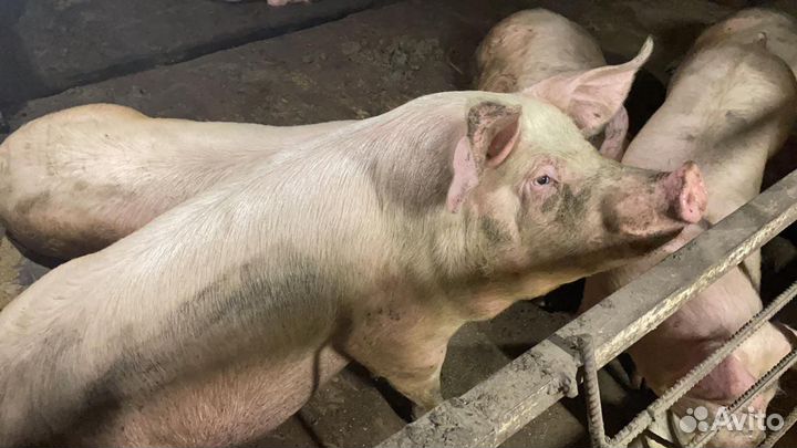 Мясо свинина