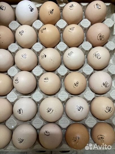 Инкубационное яйцо бройлера кобб 500