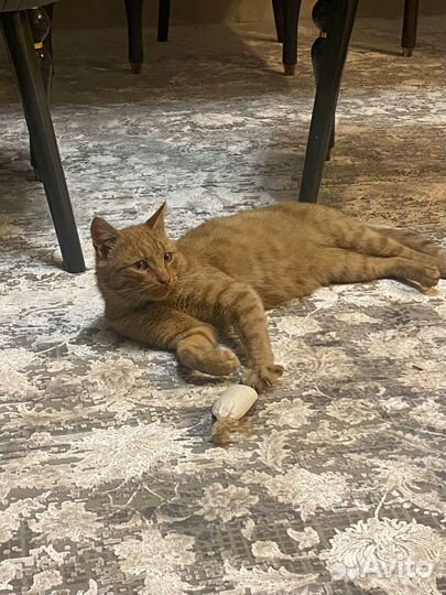 Молодой котик в добрые руки