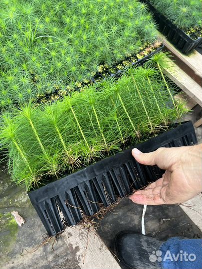 Консультации по зкс сеянцы Сосны и Ели Бизнес План