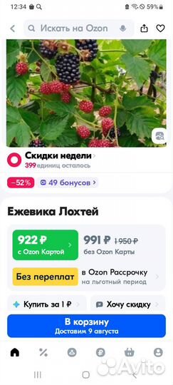 Саженец ежевики Лохтей