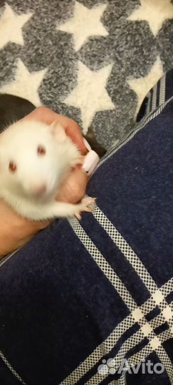 Крысята дамбо