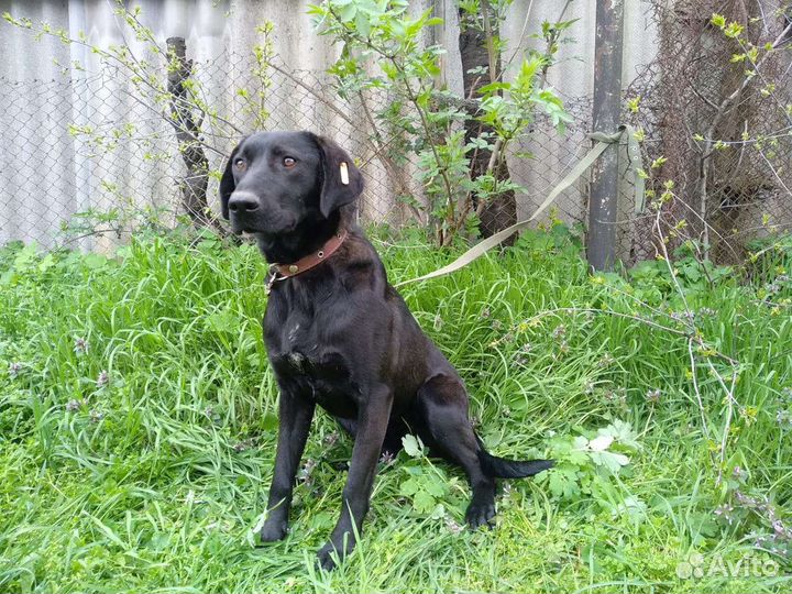 Молодая стерилизованая собака на охрану