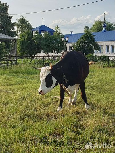 Корова стельная