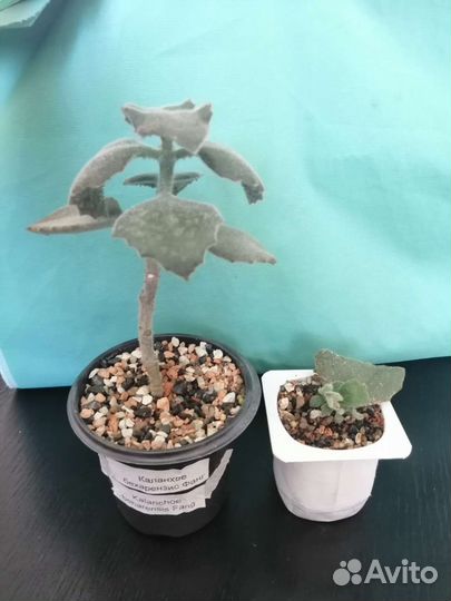 Суккуленты